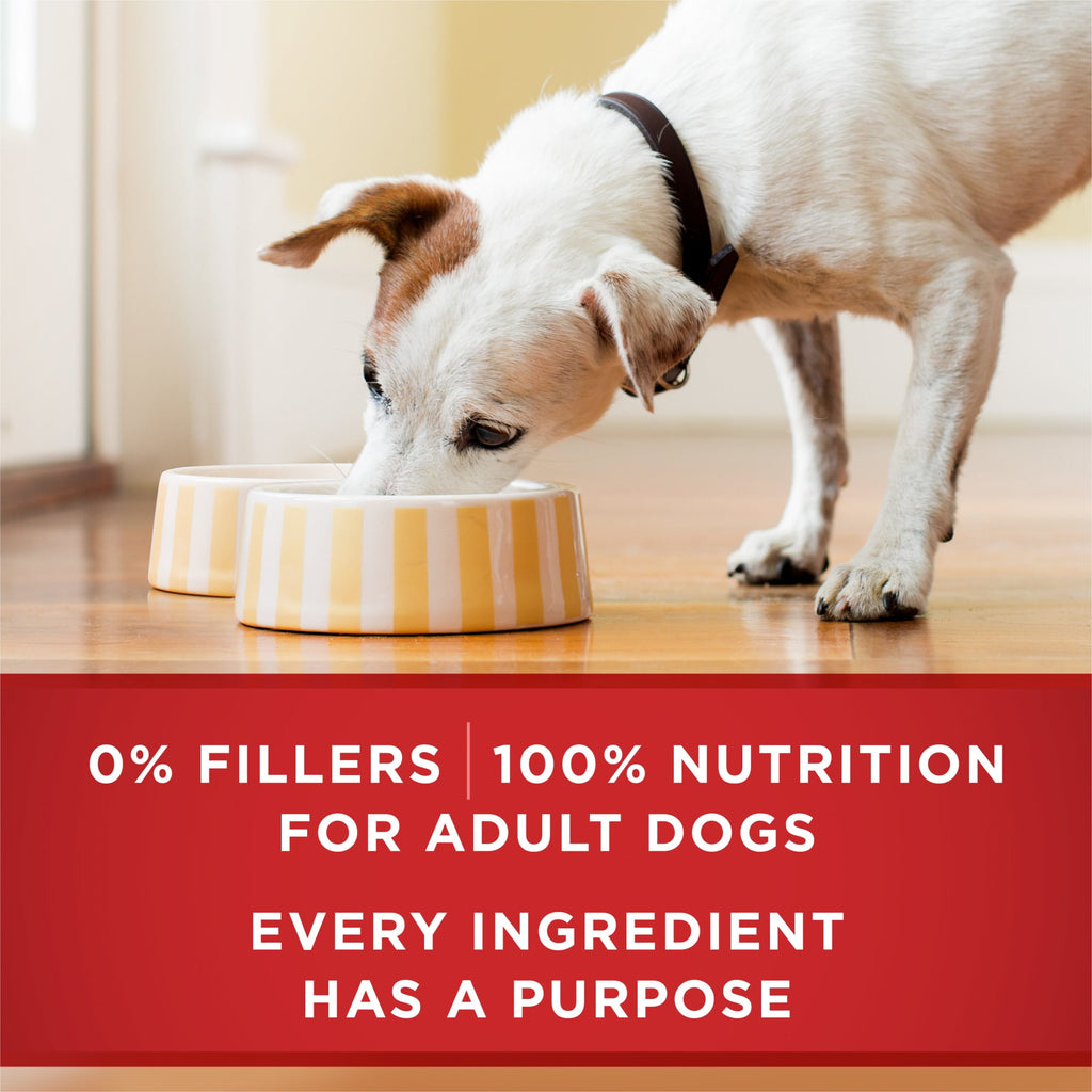 Purina ONE PLUS Natural Wet Dog Food - High Protein Soft Lamb & Brown Rice, 13 oz Can - 6-Pack
