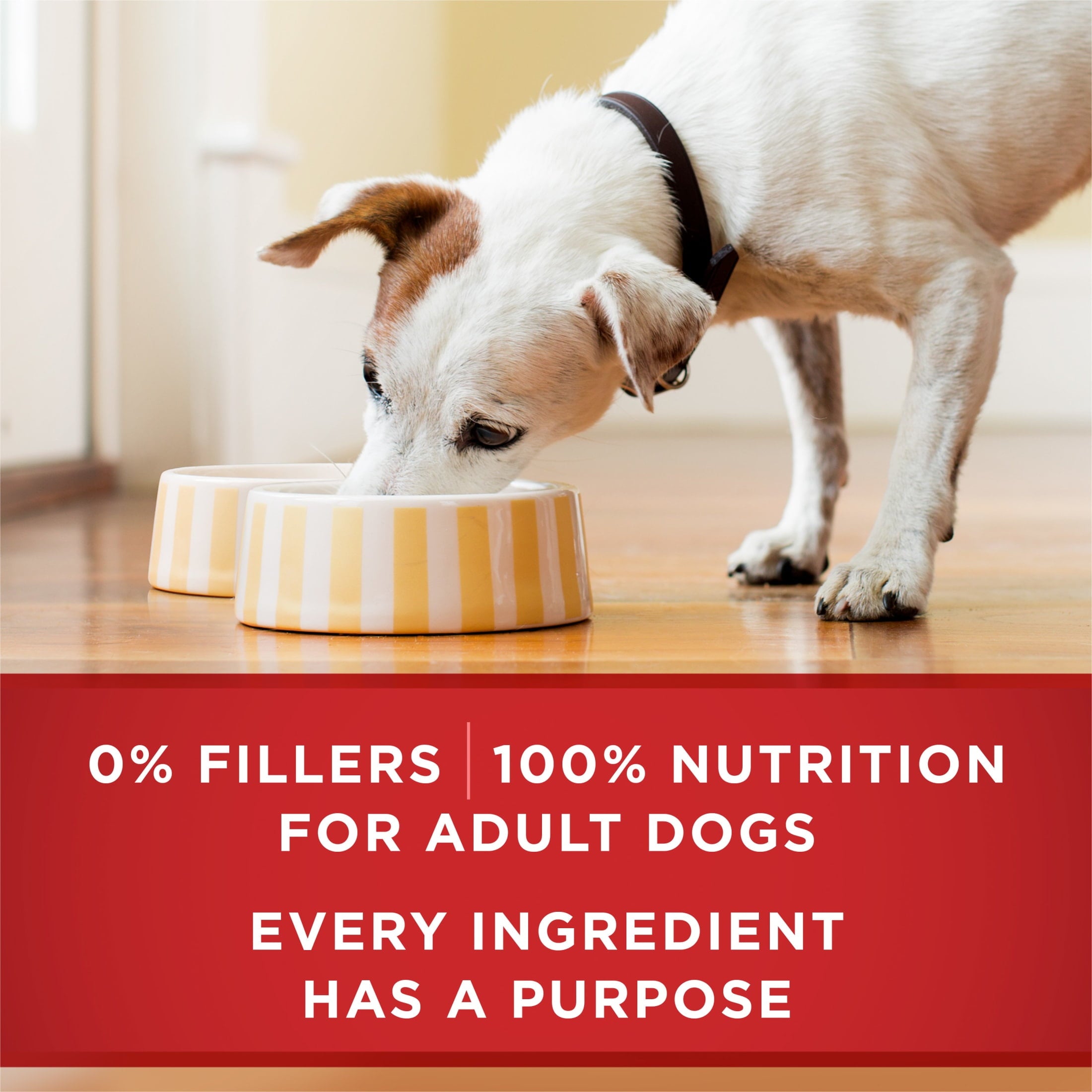 Purina ONE PLUS Natural Wet Dog Food - High Protein Soft Lamb & Brown Rice, 13 oz Can - 6-Pack