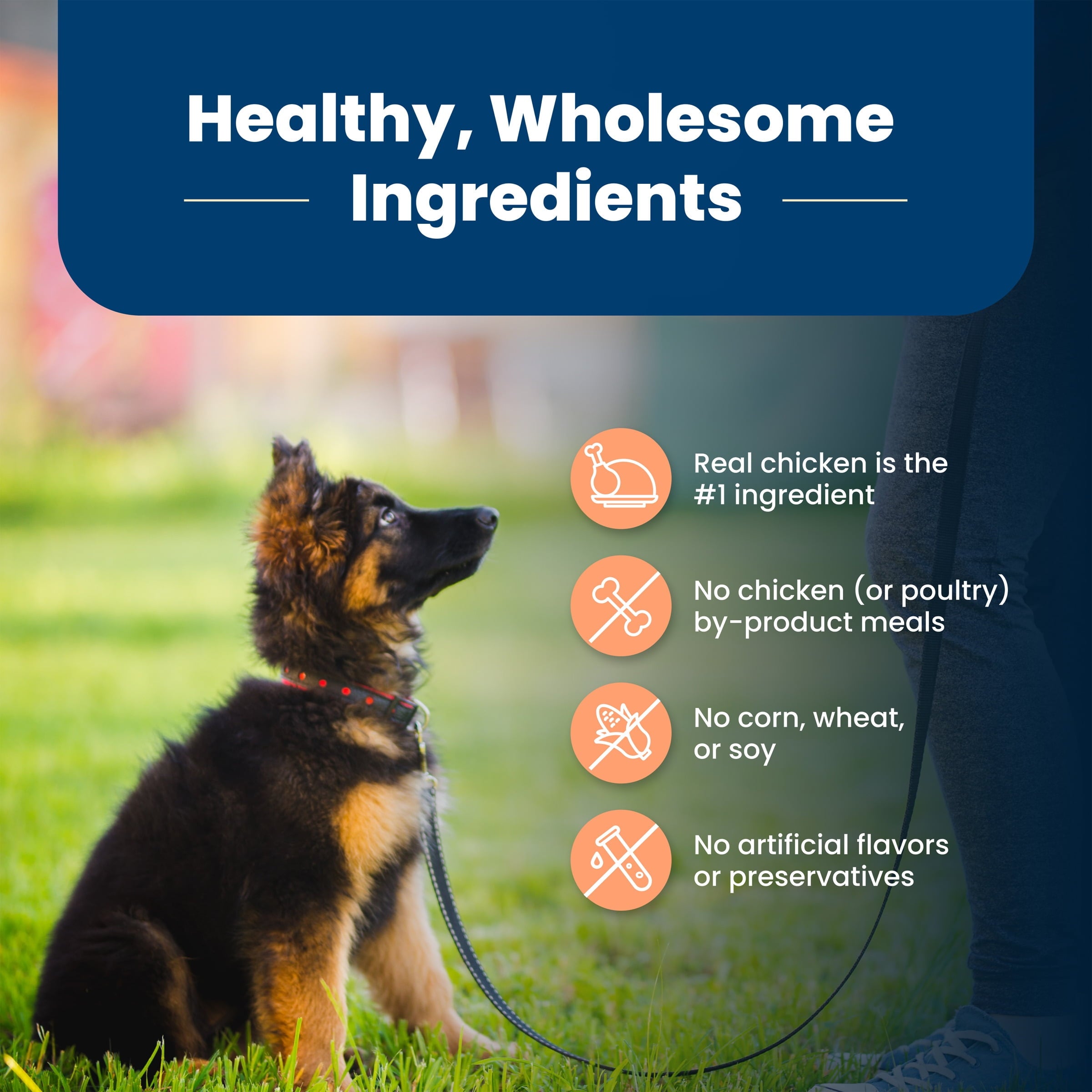 Blue Buffalo Life Protection Formula Large Breed Dry Puppy Food - Chicken & Rice, 34 lbs.