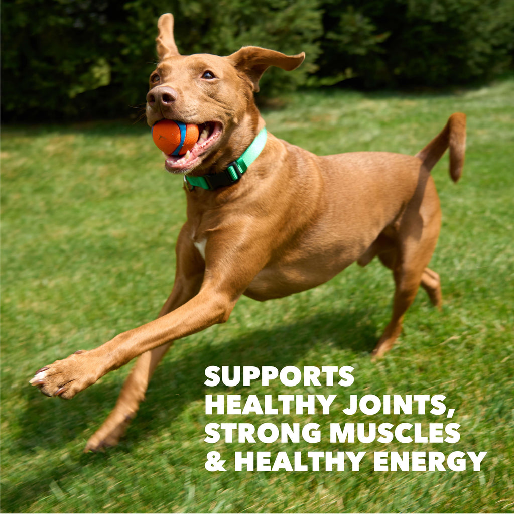 IAMS Proactive Health High Protein Dry Dog Food With Chicken & Beef - 38.5lb Bag