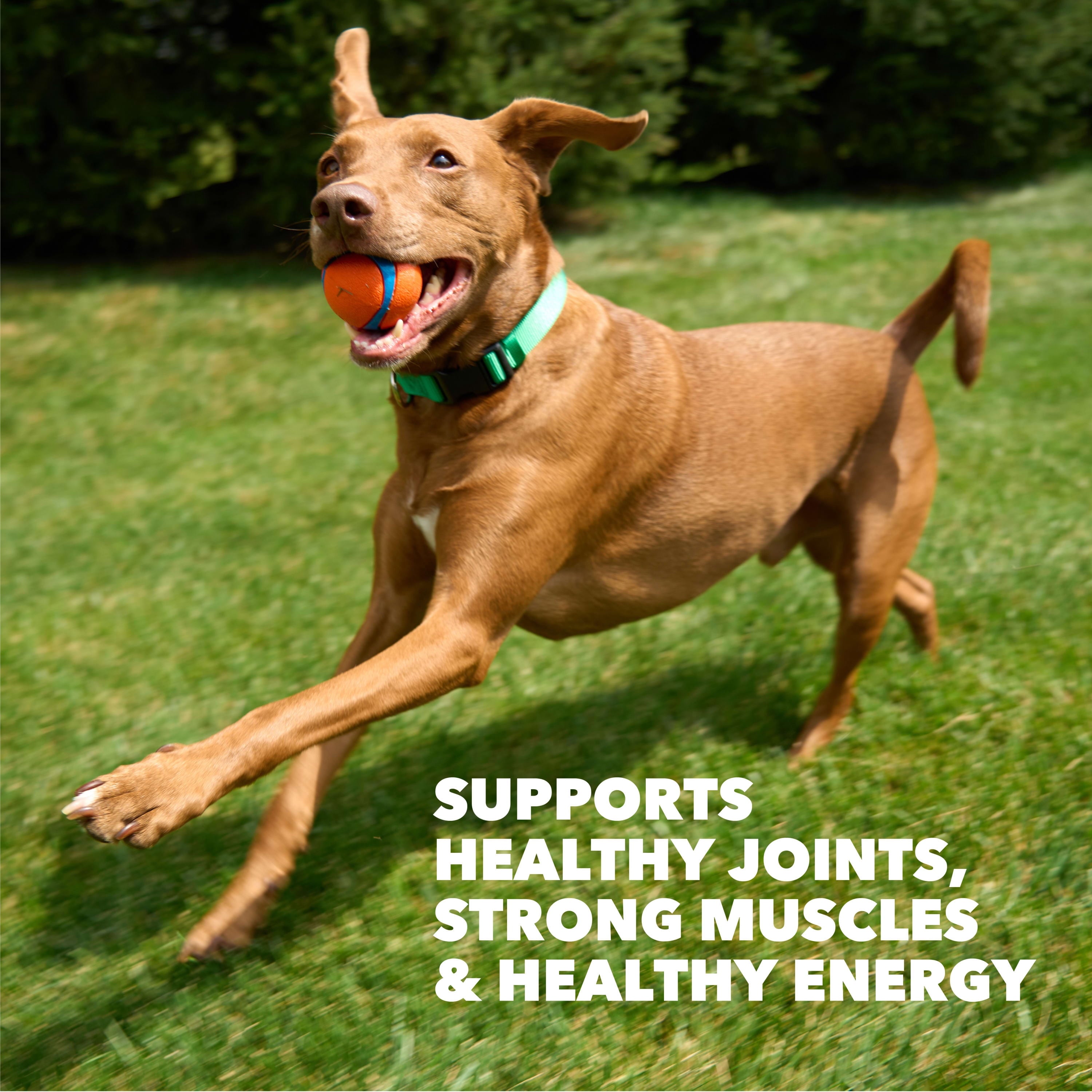 IAMS Proactive Health High Protein Dry Dog Food With Chicken & Beef - 38.5lb Bag