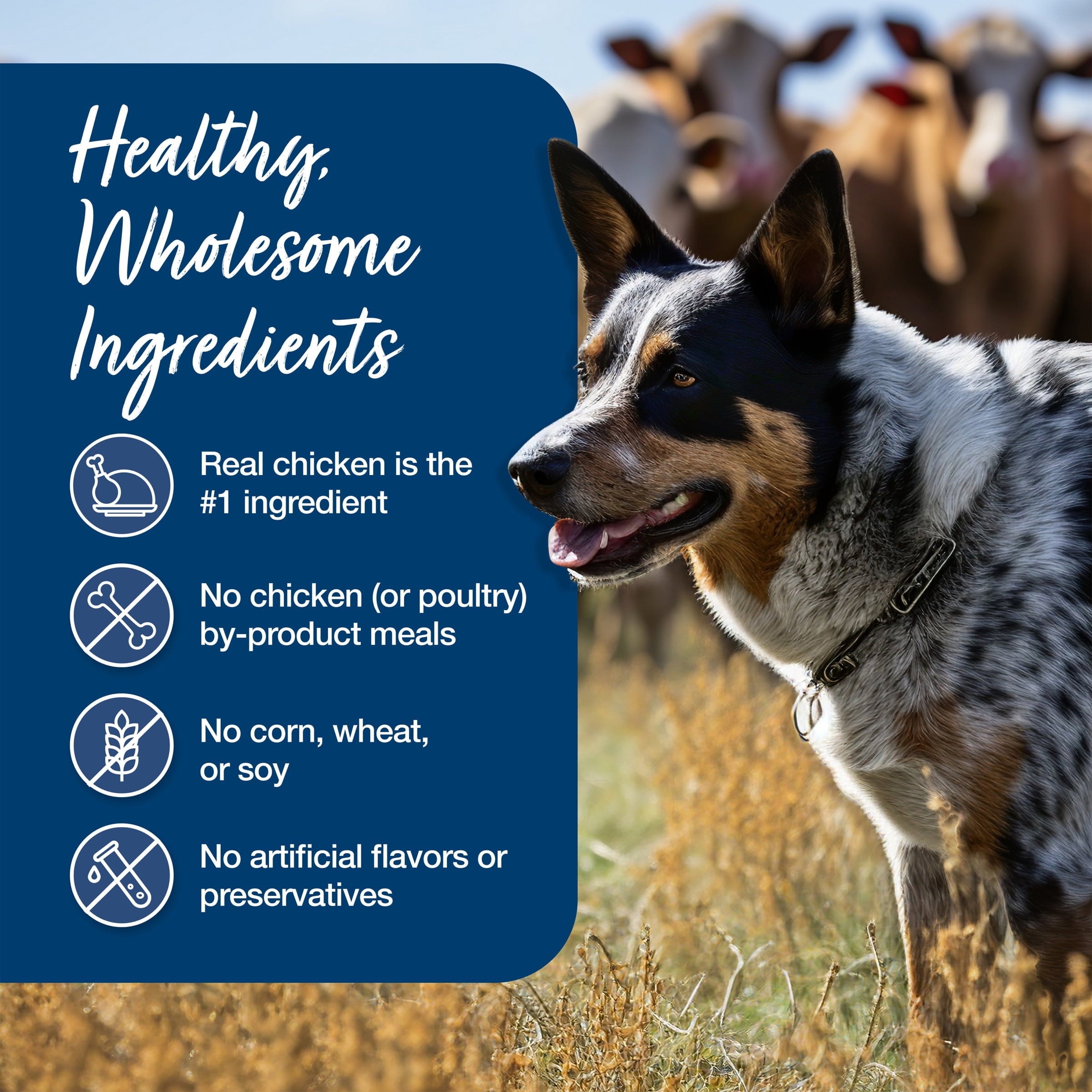 Blue Buffalo Blue's Stew Natural Wet Dog Food - Country Chicken Stew, 12.5-oz. Can