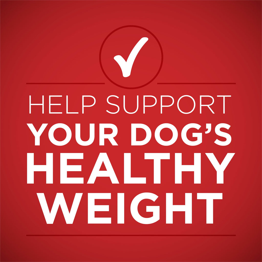 Purina ONE PLUS Natural Wet Dog Food - High Protein Soft Lamb & Brown Rice, 13 oz Can - 6-Pack