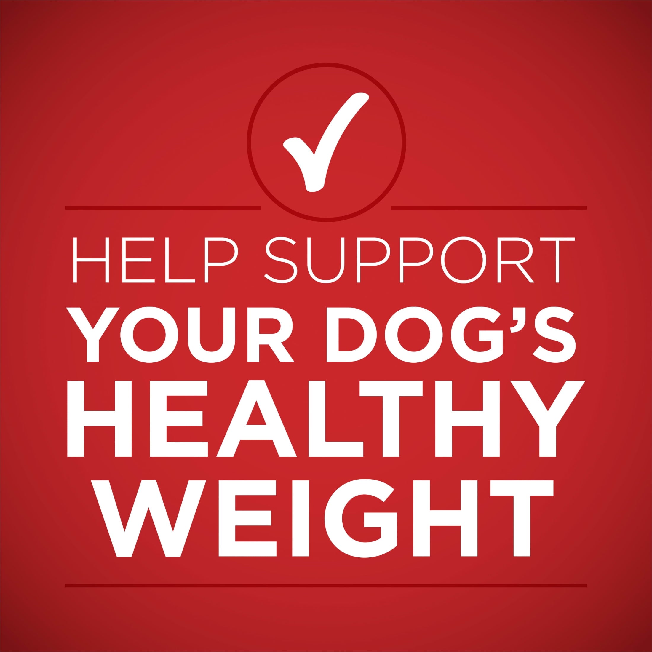 Purina ONE PLUS Natural Wet Dog Food - High Protein Soft Lamb & Brown Rice, 13 oz Can - 6-Pack