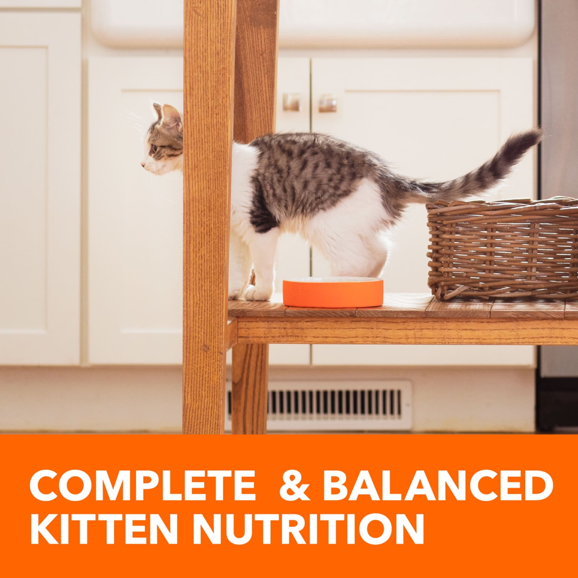 Iams Proactive Health Healthy Kitten Dry Cat Food With Chicken - 3.5 Lb Bag