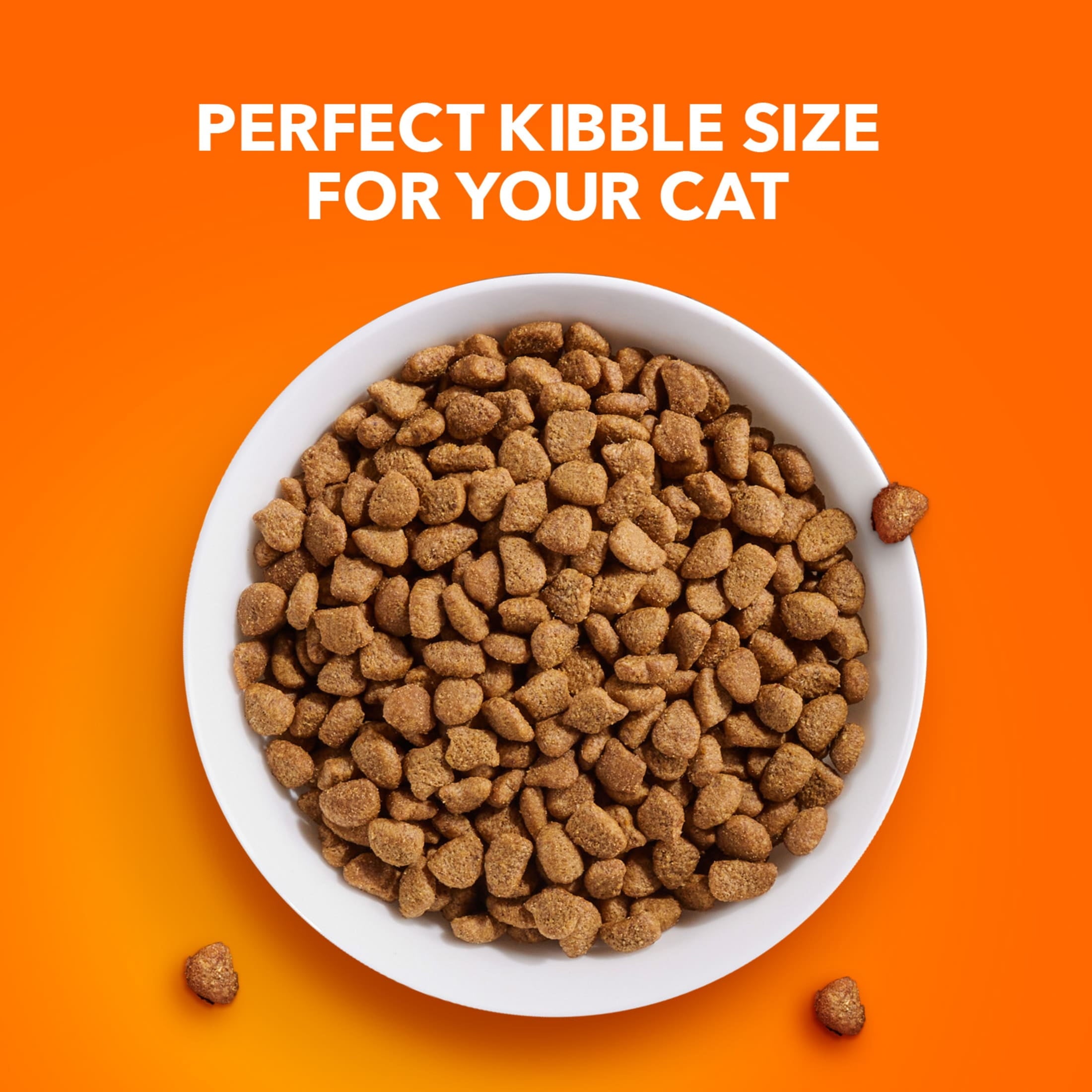 Iams Proactive Health Turkey Dry Cat Food - 6 Lb Bag