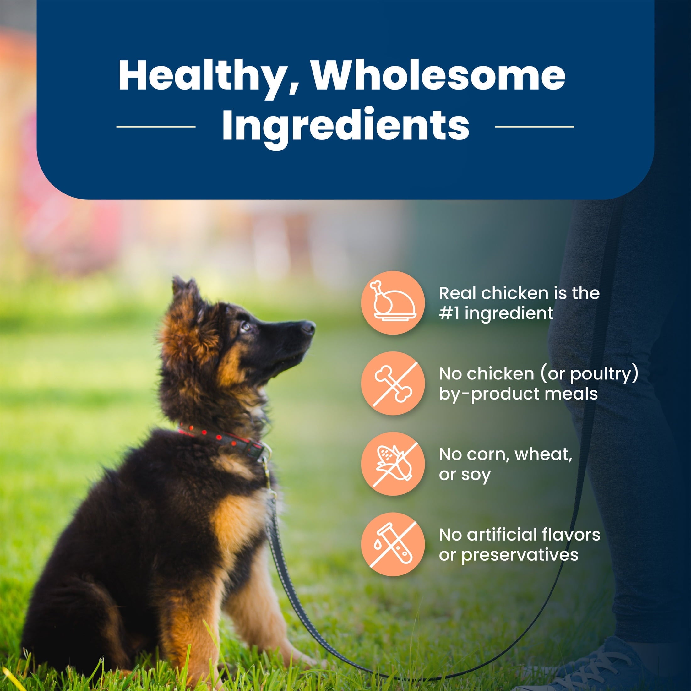 Blue Buffalo Life Protection Formula Large Breed Dry Puppy Food - Chicken & Rice, 24 lbs.