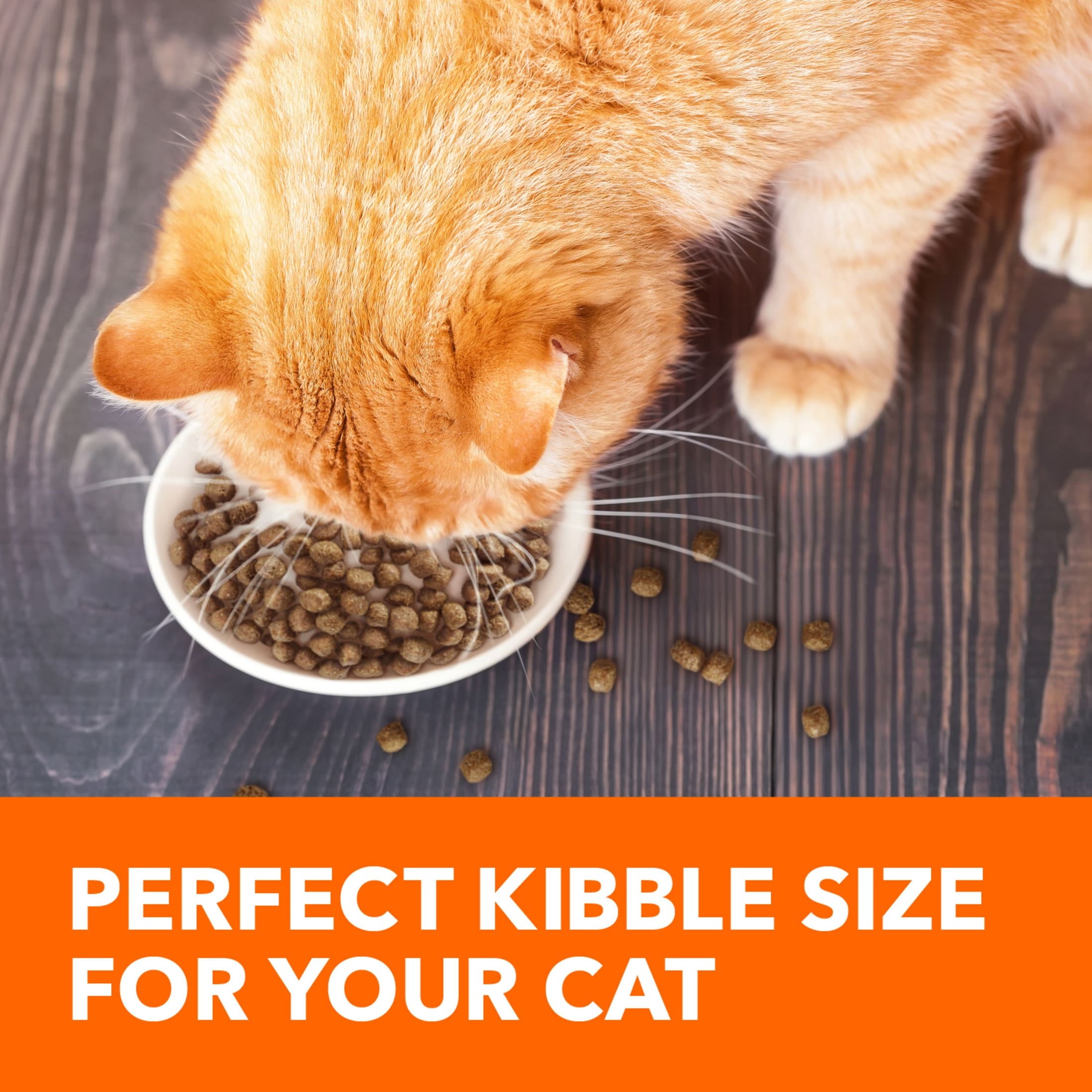 Iams Proactive Health Salmon Dry Cat Food - 16 Lb Bag