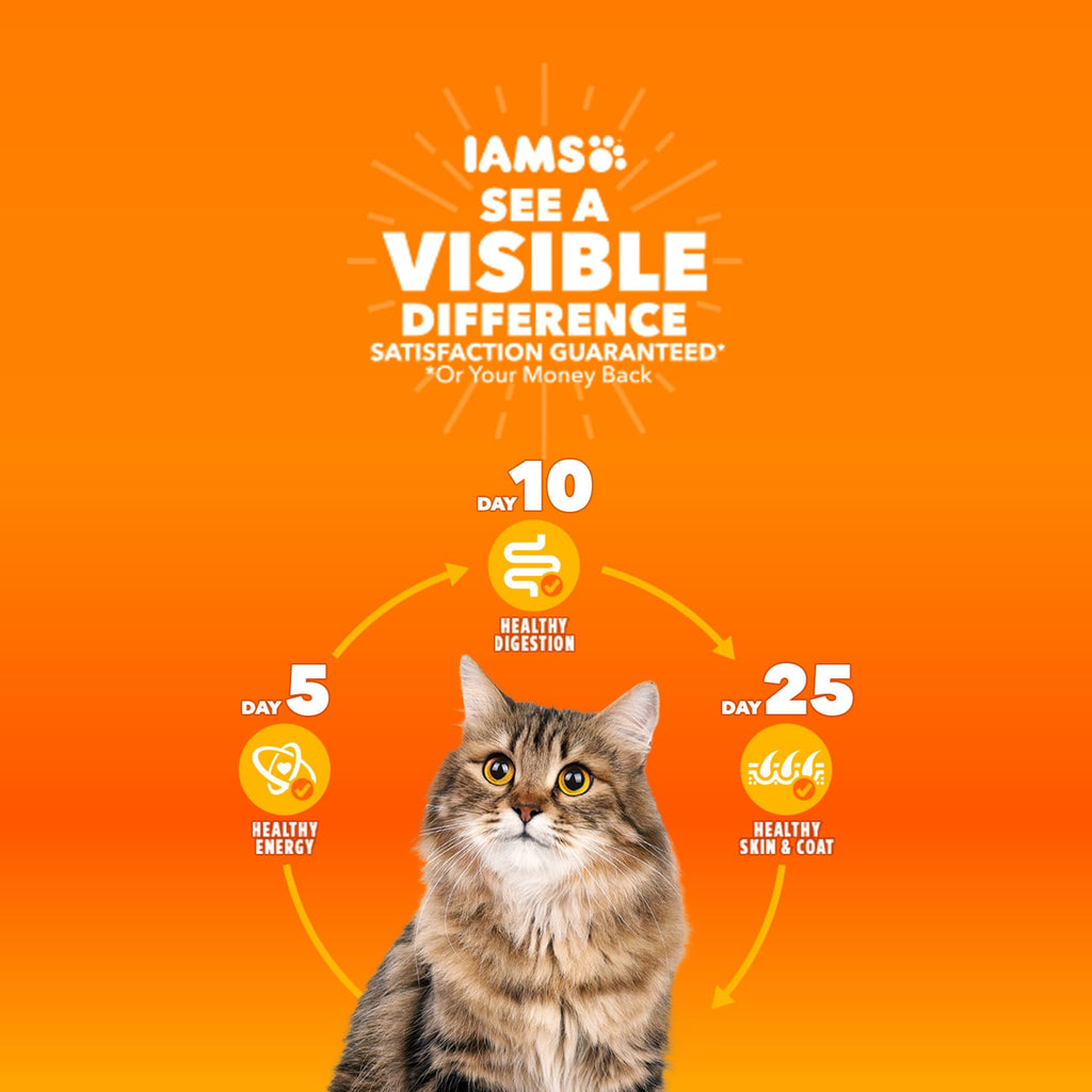 Iams Proactive Health Turkey Dry Cat Food - 6 Lb Bag