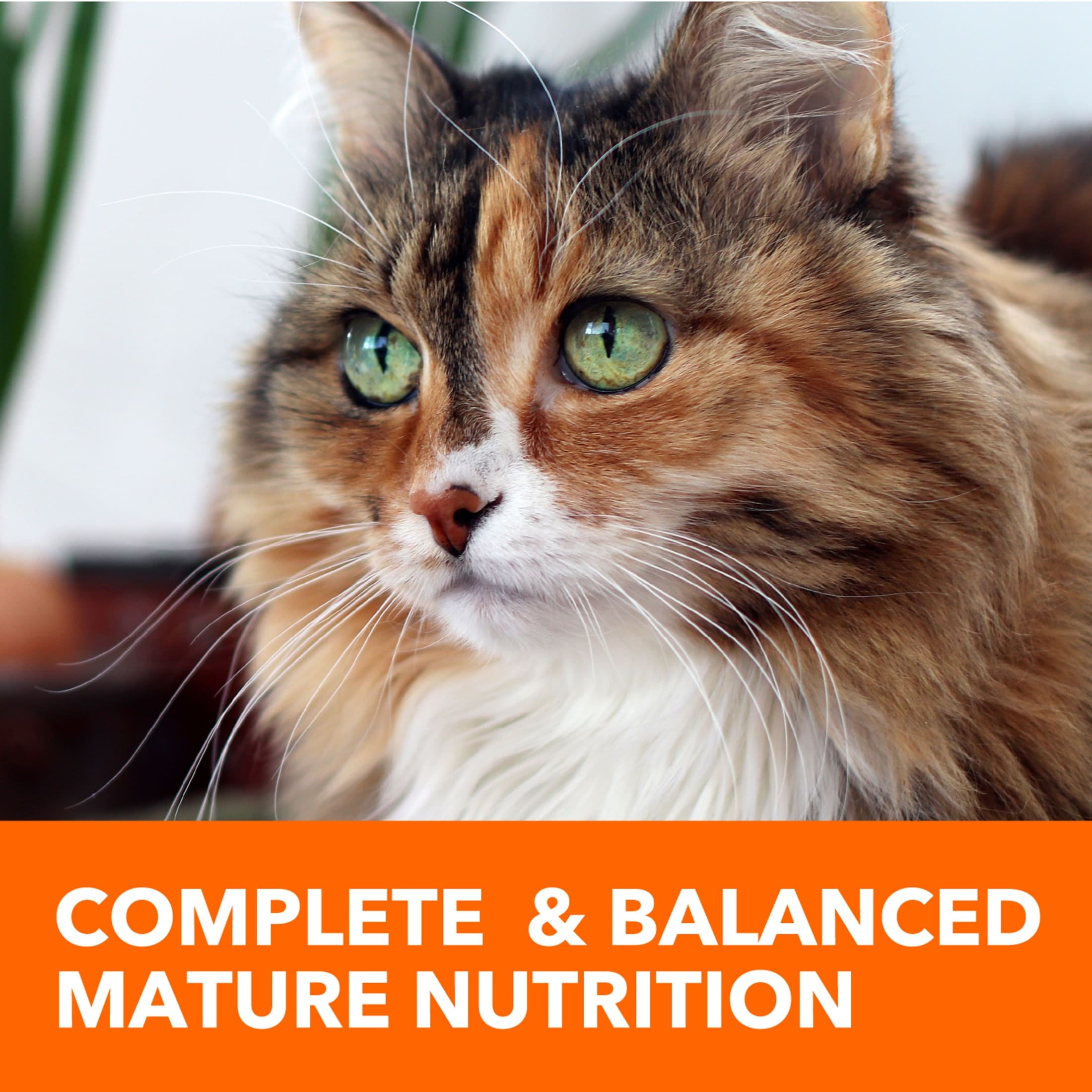 Iams Proactive Health Chicken Dry Cat Food For Senior Cats - 16 Lb Bag