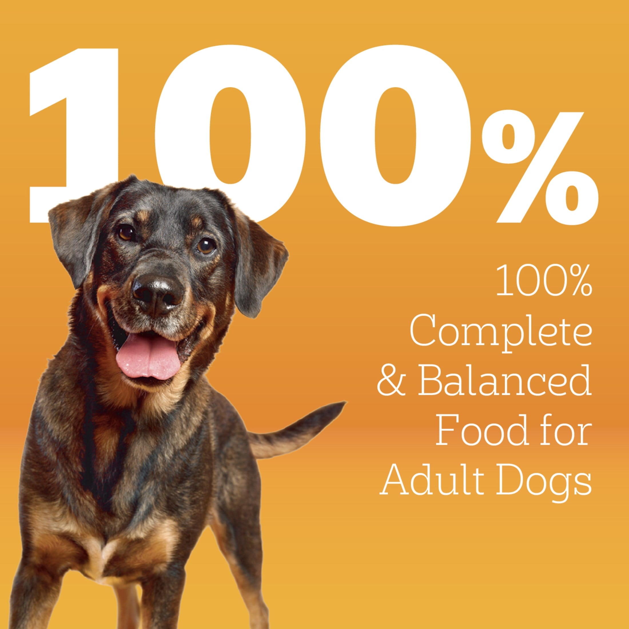 Pedigree Dry Dog Food for Adult Dogs - High Protein, Beef and Lamb Flavor, 3.5 lb. Bag