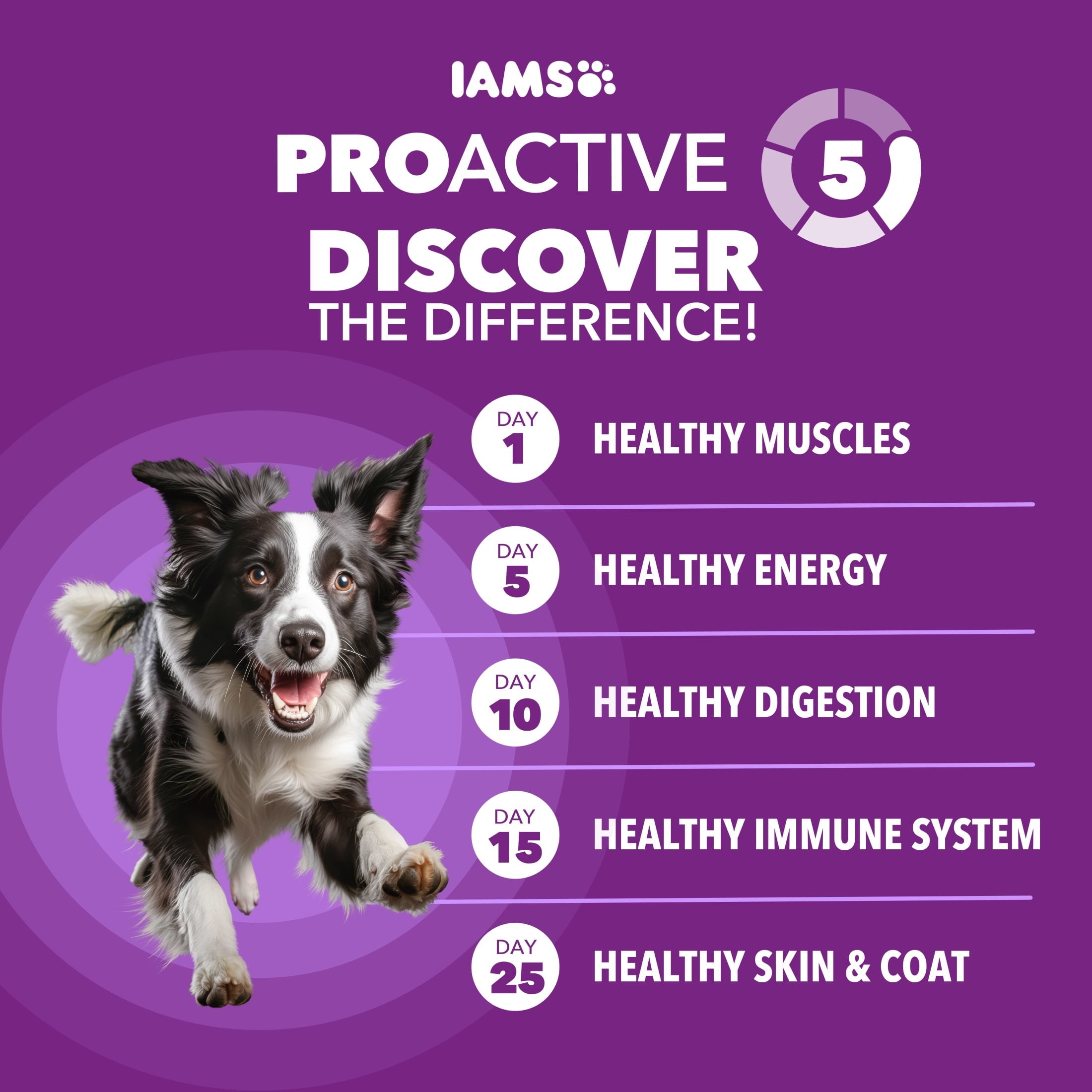IAMS Advanced Health Skin & Coat Adult Dog Food Dry Chicken & Salmon Recipe - 13.5 lb