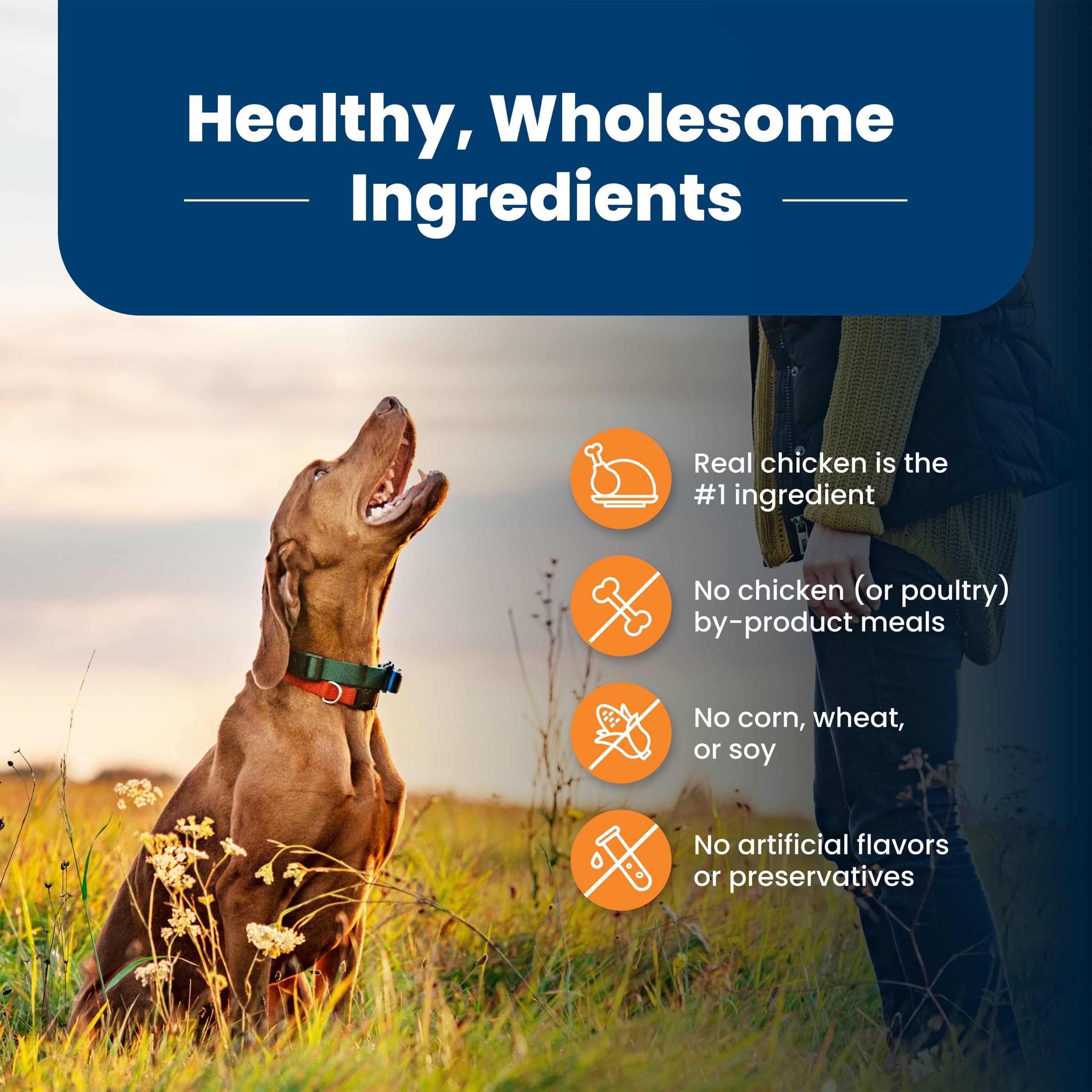 Blue Buffalo Life Protection Formula Large Breed Dry Dog Food - Chicken & Rice, 24-lb. Bag