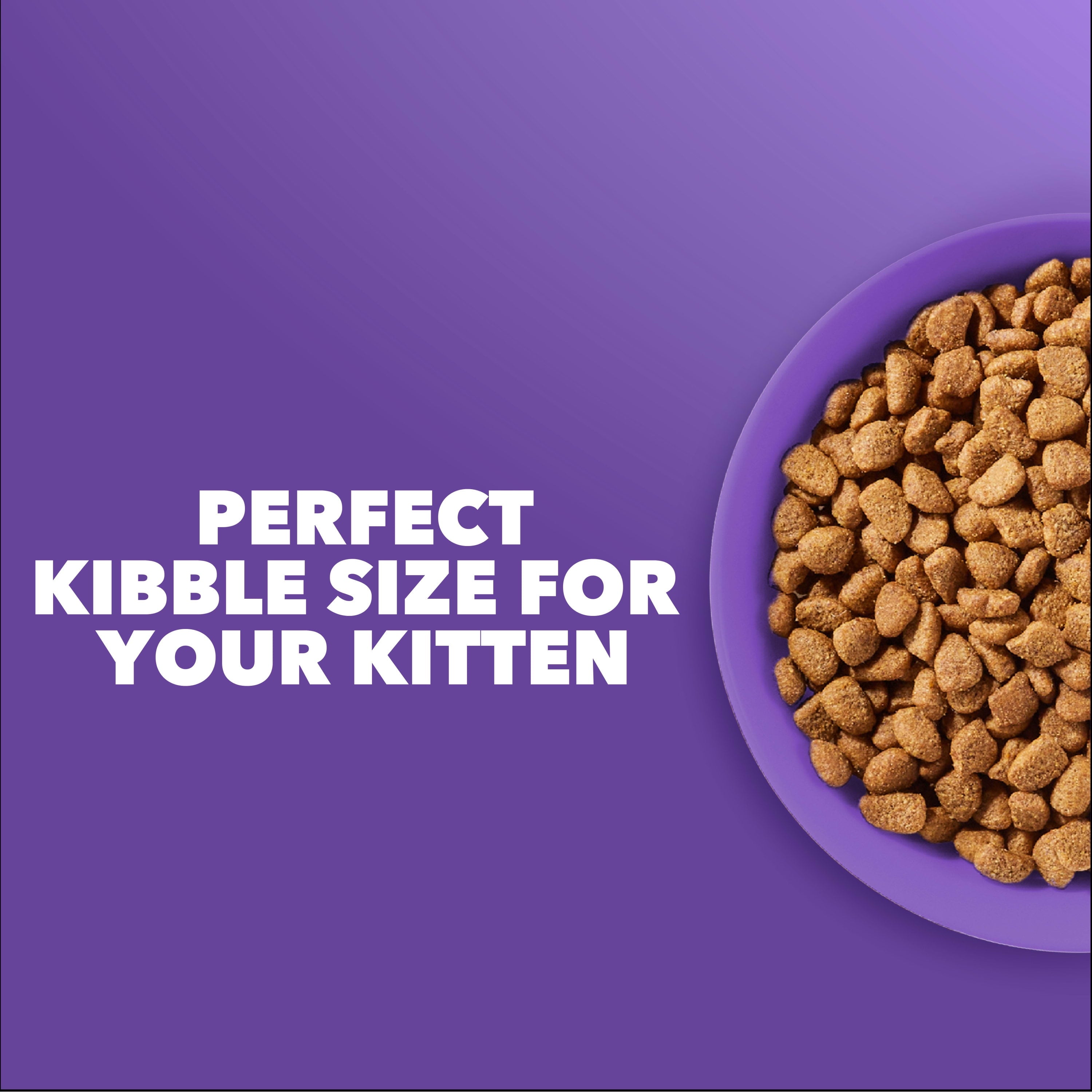 IAMS Proactive Health Kitten 1-12 Months Healthy Kitten with Salmon Kitten Food 3.5 lb